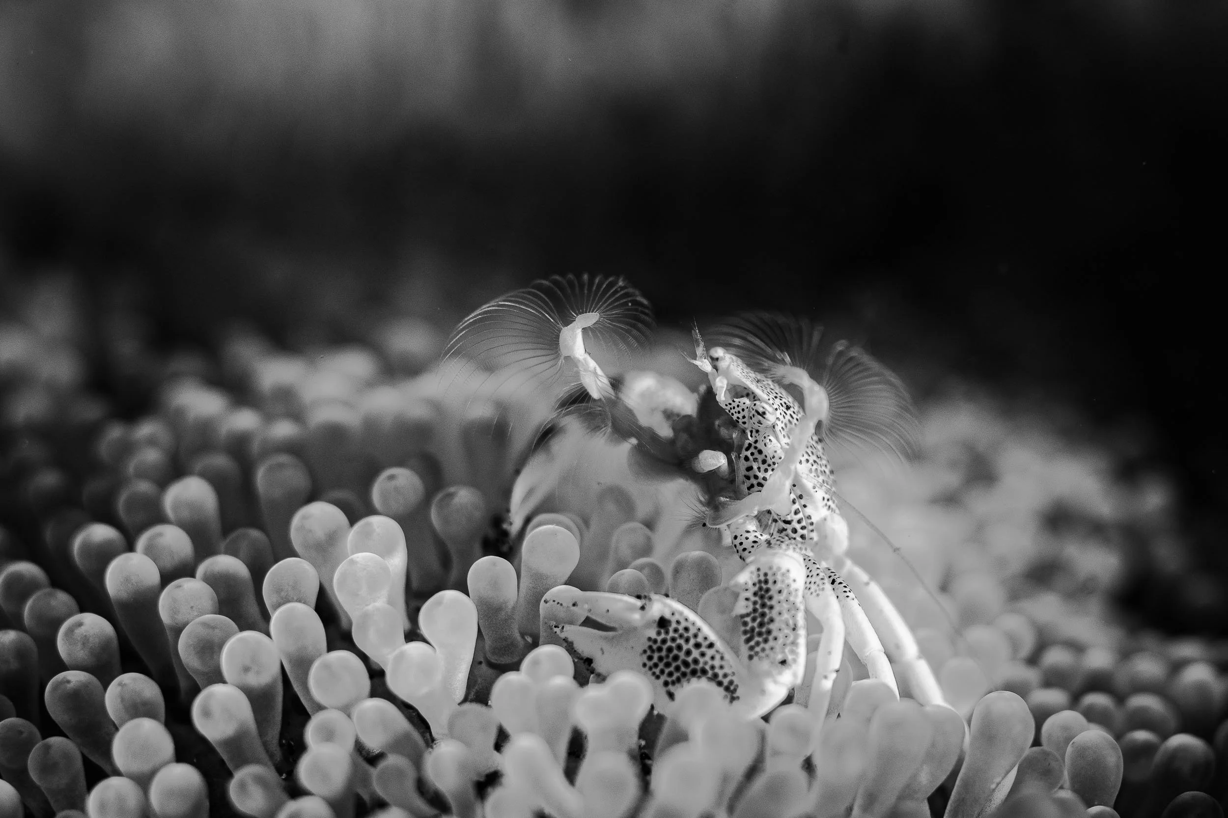 Lembeh macro-6.jpg