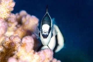 macro red sea-4 Small.jpeg