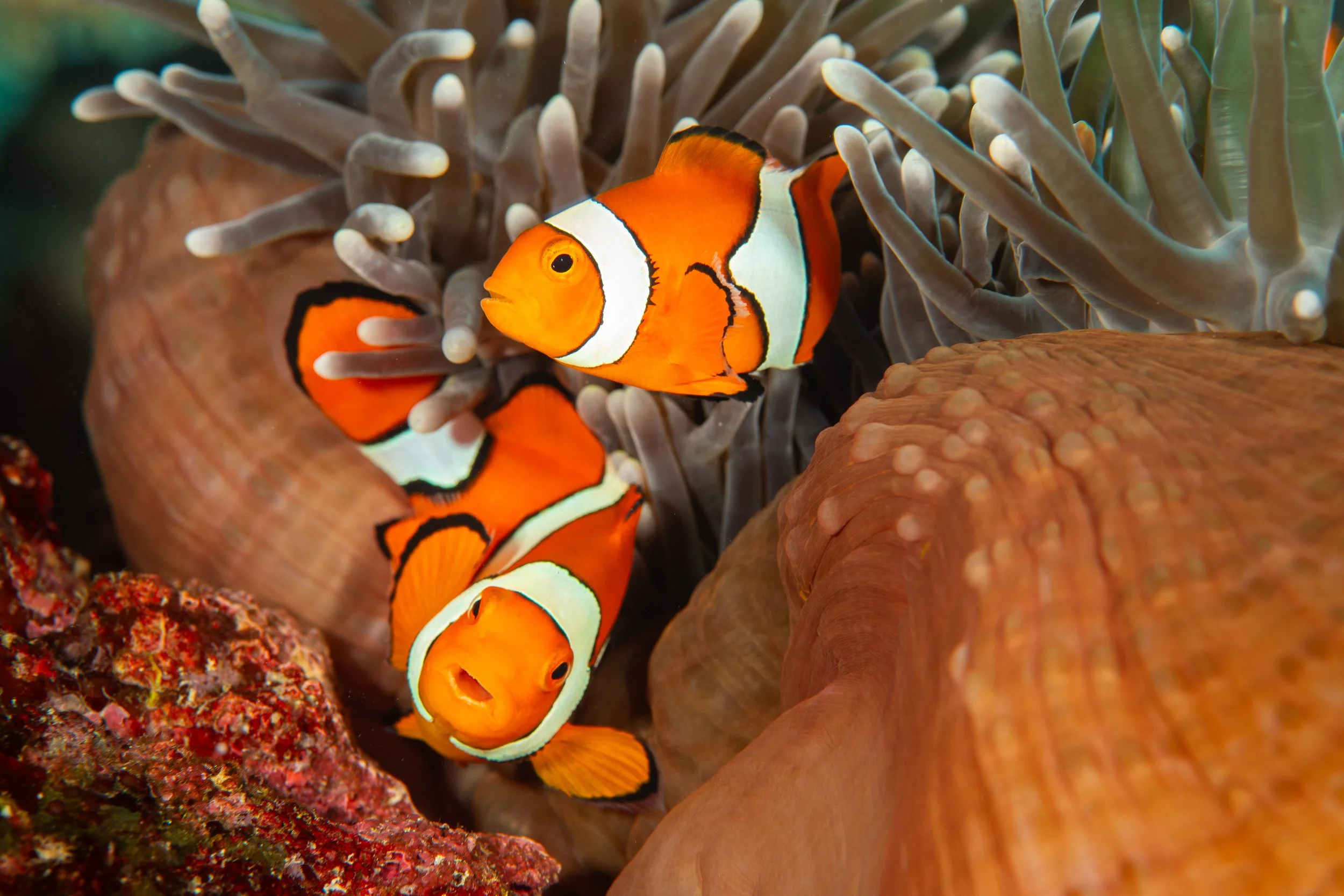 Catherine Holmes-38.jpg