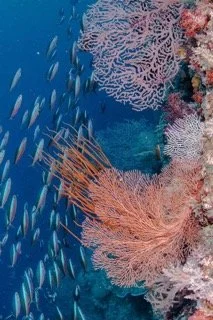 Raja Ampat Wide angle-20 Small.jpeg