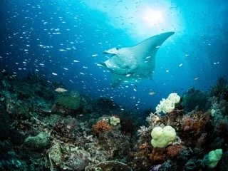 Raja Ampat Wide angle-3 Small.jpeg