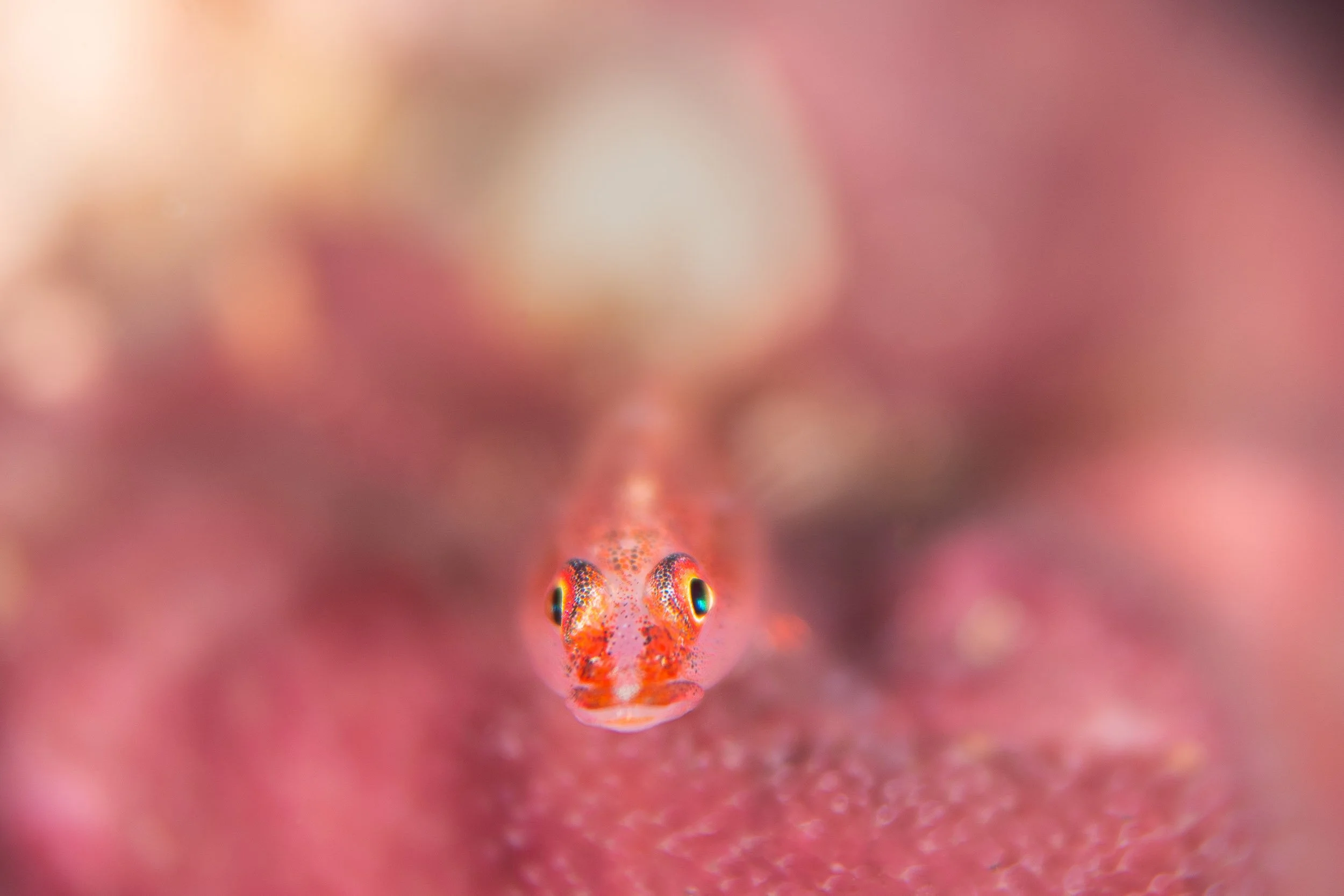 Lembeh