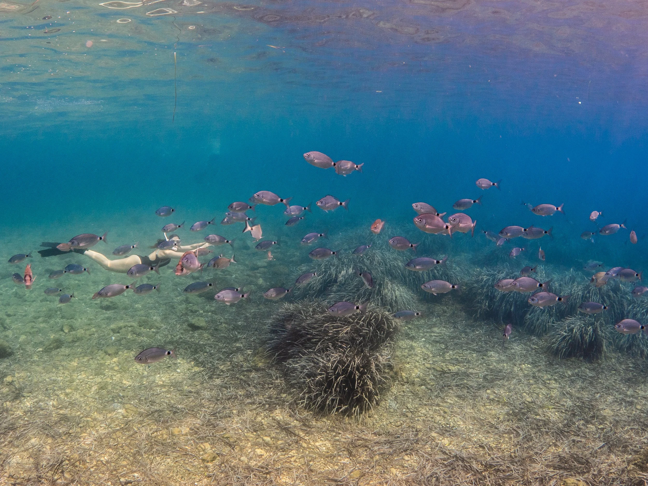 Catherine Holmes.jpg