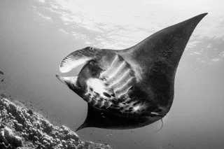 Raja Ampat Wide angle-27 Small.jpeg