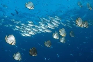 Raja Ampat Wide angle-18 Small.jpeg