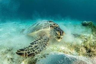 Raja Ampat Wide angle-24 Small.jpeg