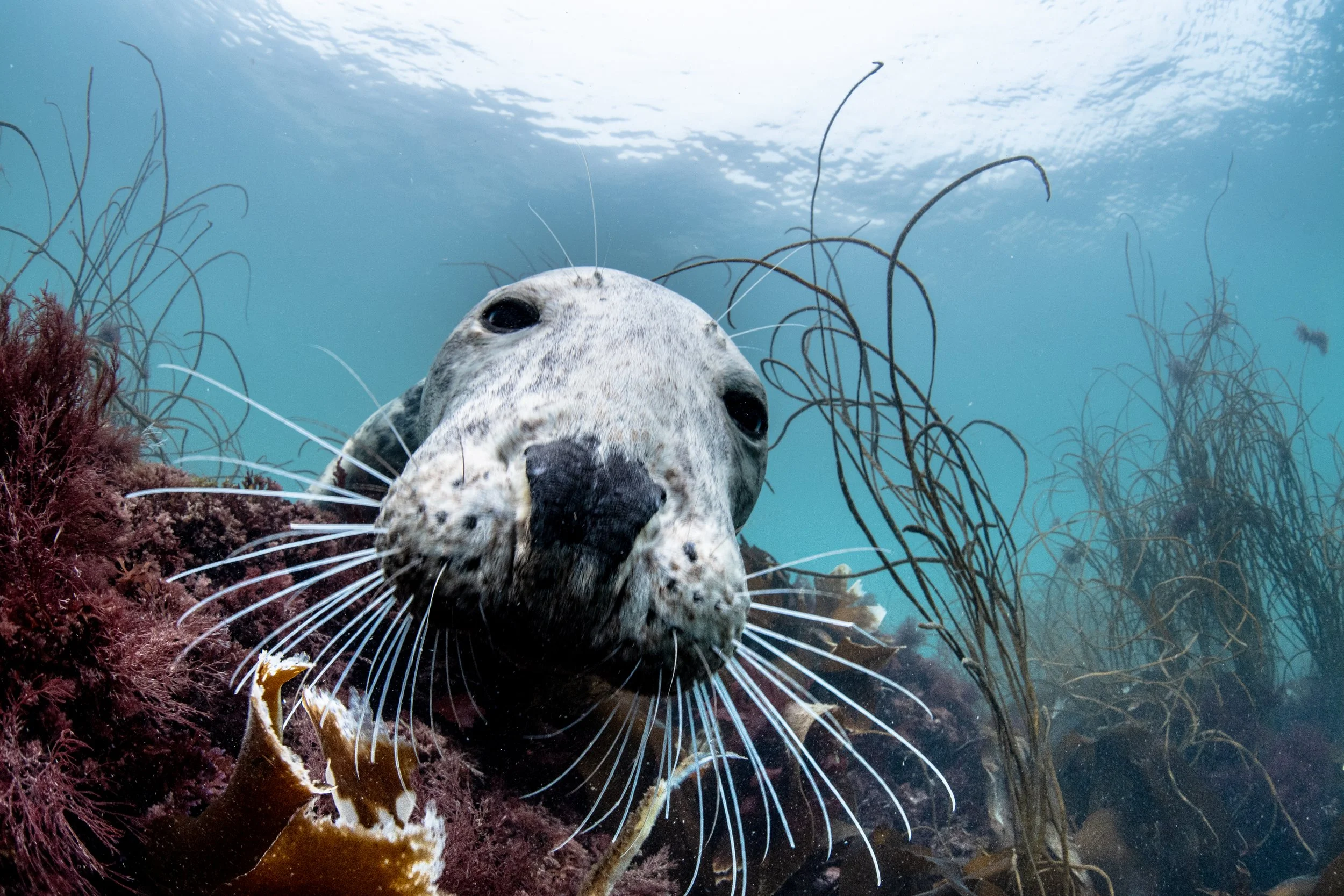 Catherine Holmes-10.jpg