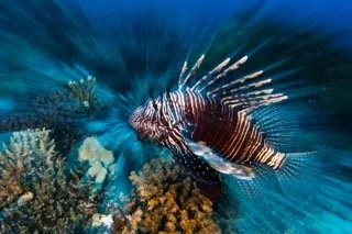 red sea-10 Small.jpeg