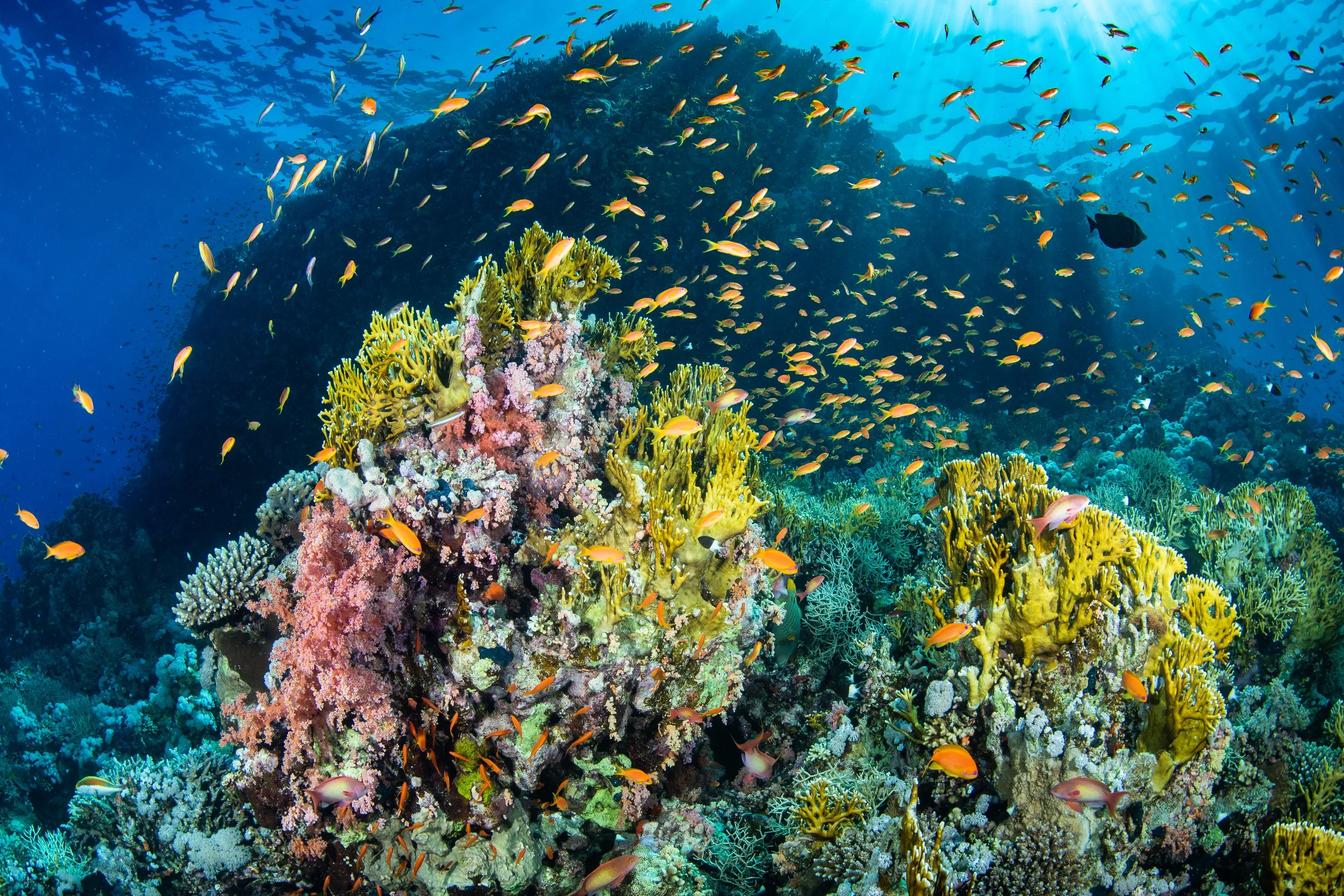 wide angle red sea.jpg