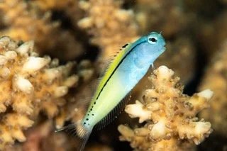 macro red sea-5 Small.jpeg