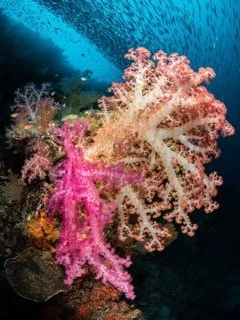 Raja Ampat Wide angle-6 Small.jpeg