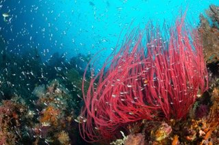 Raja Ampat Wide angle-15 Small.jpeg