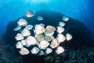 wide angle red sea-8 Small.jpeg