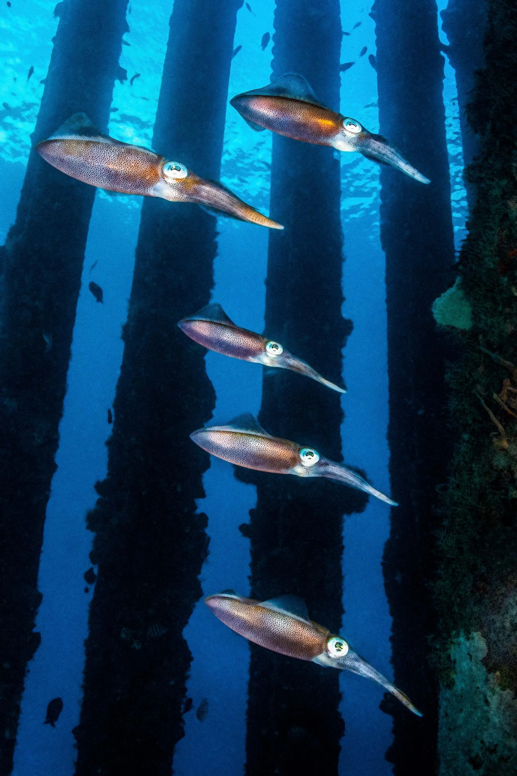 Barbados-3.jpg