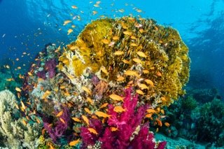 red sea-4 Small.jpeg