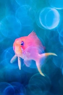 red sea-18 Small.jpeg