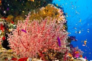 wide angle red sea-7 Small.jpeg