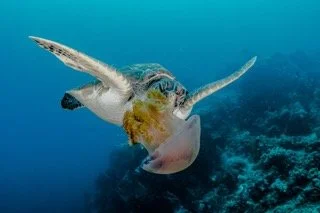 Raja Ampat Wide angle-21 Small.jpeg