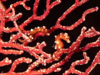 Raja Ampat macro-2 Small.jpeg