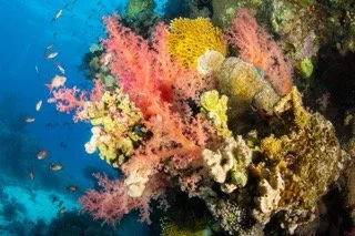 red sea Small.jpeg