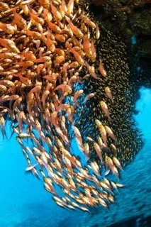 red sea-11 Small.jpeg