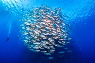 wide angle red sea-4 Small.jpeg