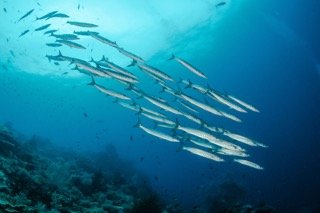 Raja Ampat Wide angle-16 Small.jpeg