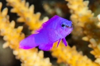 macro red sea-6 Small.jpeg