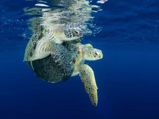 Raja Ampat Wide angle-10 Small.jpeg