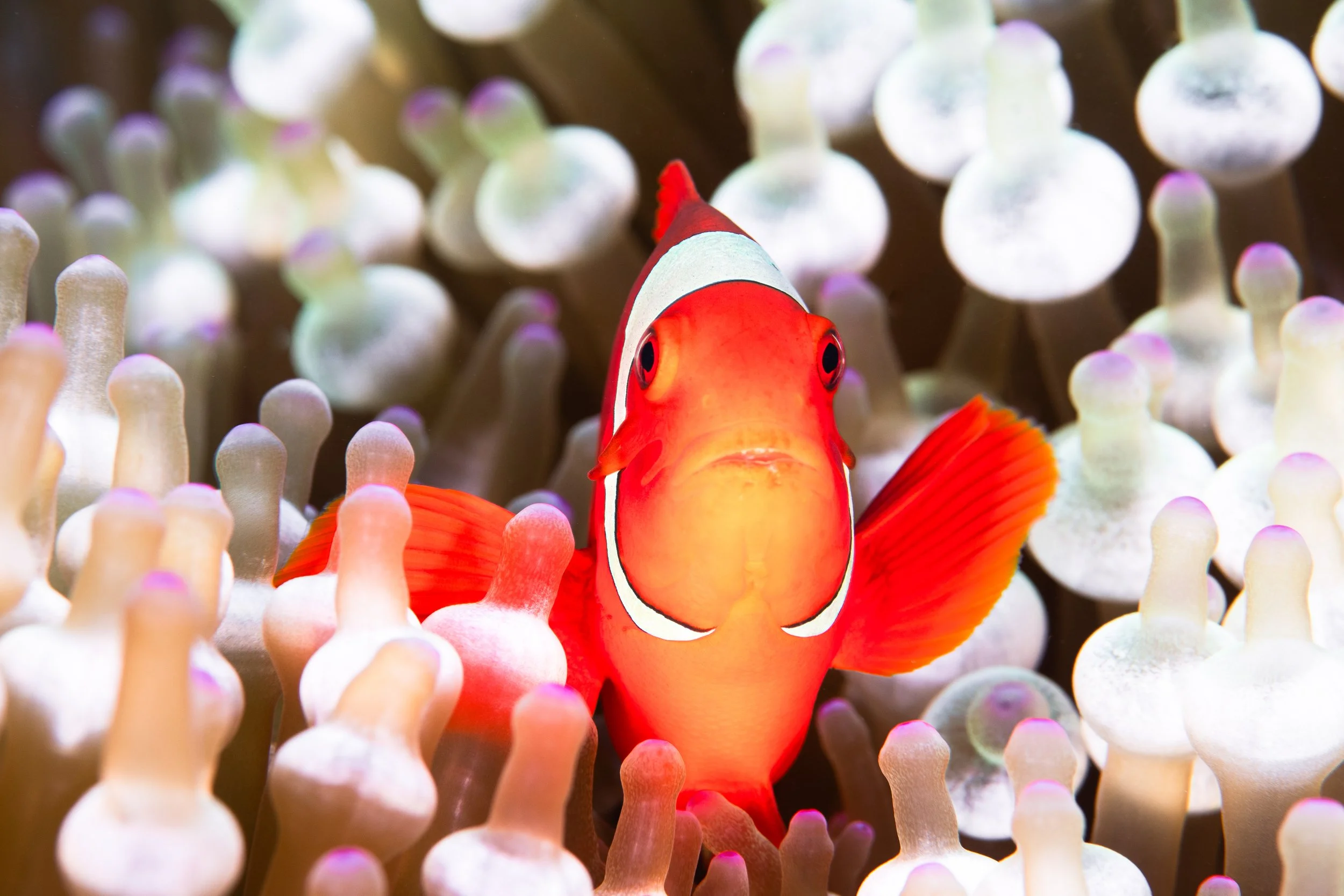 Catherine Holmes-37.jpg