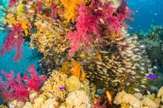 red sea-15 Small.jpeg