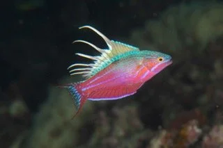 Raja Ampat macro-3 Small.jpeg