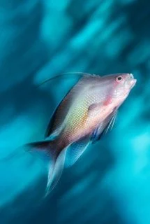 red sea-19 Small.jpeg