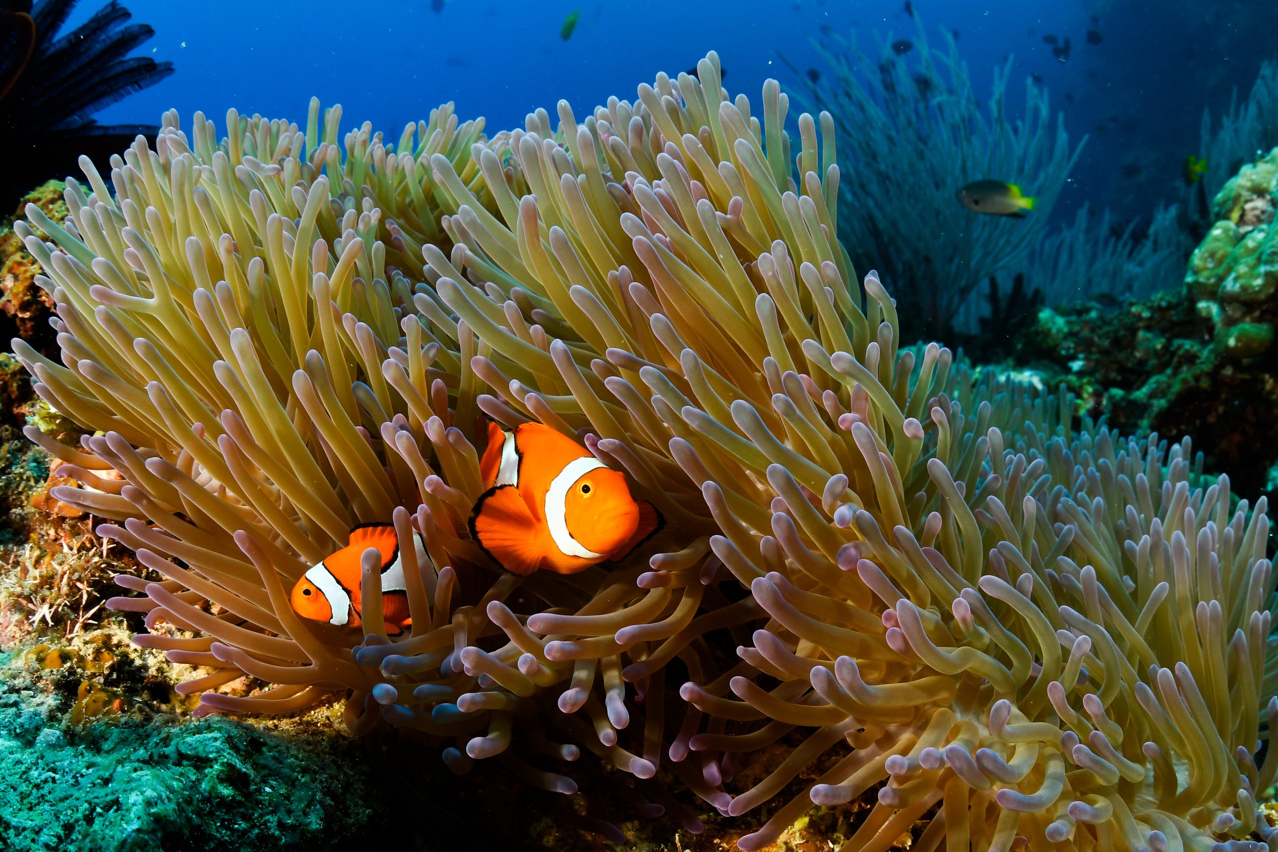 Catherine Holmes-22.jpg