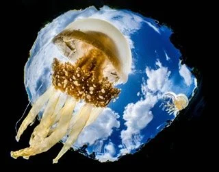 Raja Ampat Wide angle-7 Small.jpeg