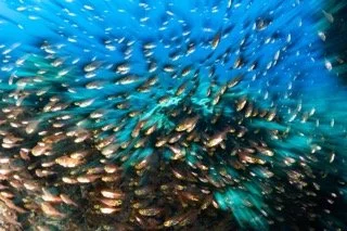 wide angle red sea-14 Small.jpeg