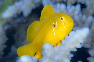 macro red sea-3 Small.jpeg