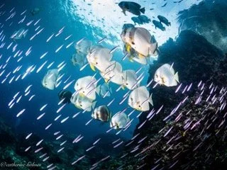 Raja Ampat Wide angle-13 Small.jpeg