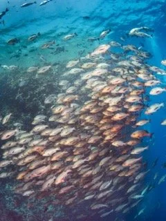 wide angle red sea-12 Small.jpeg