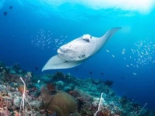 Raja Ampat Wide angle-2 Small.jpeg