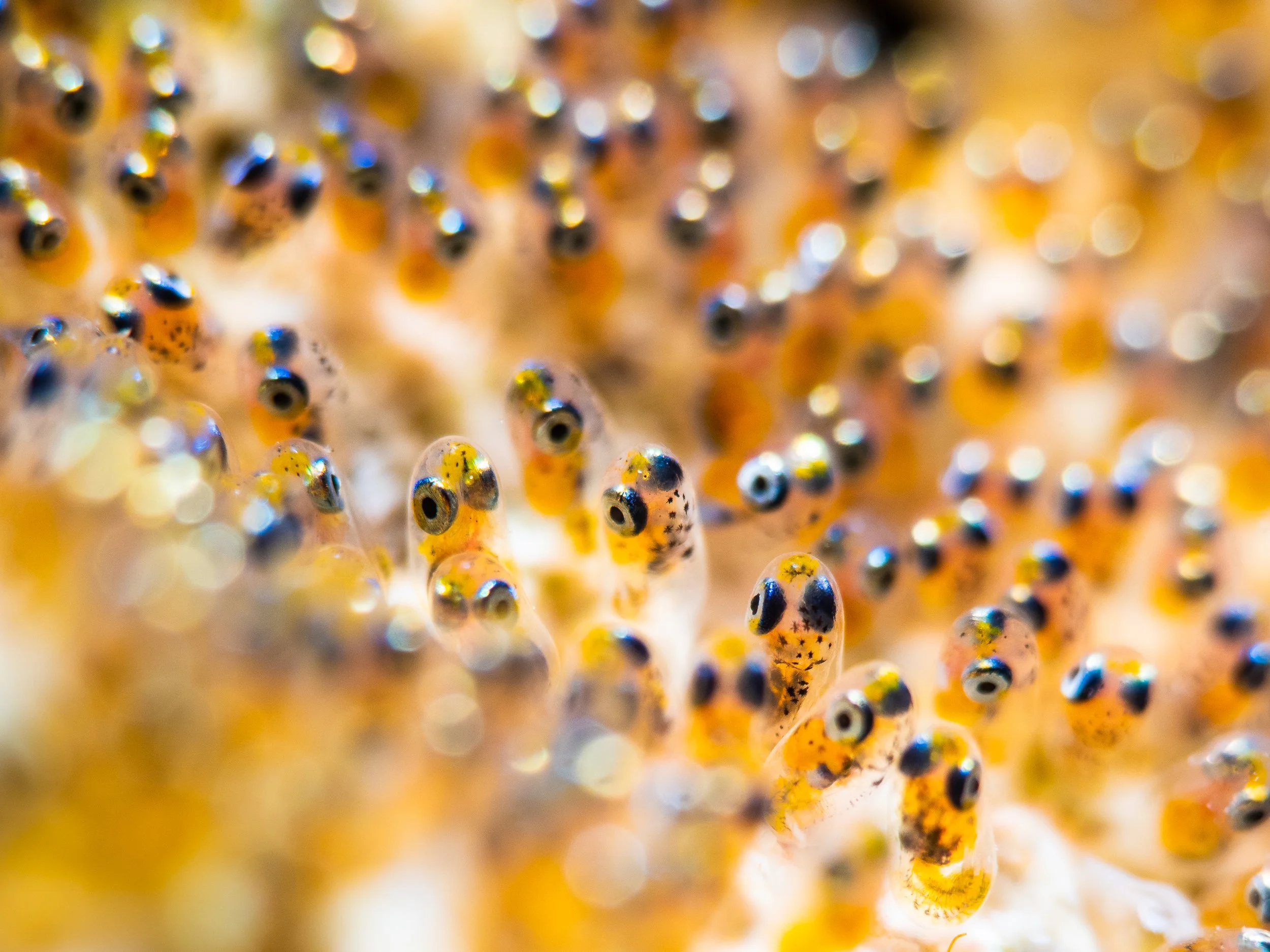 Catherine Holmes-9.jpg