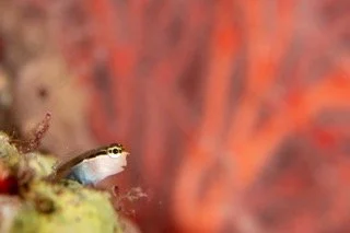 Raja Ampat macro-6 Small.jpeg