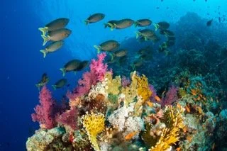 red sea-3 Small.jpeg