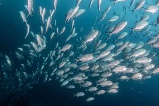 Raja Ampat Wide angle-17 Small.jpeg