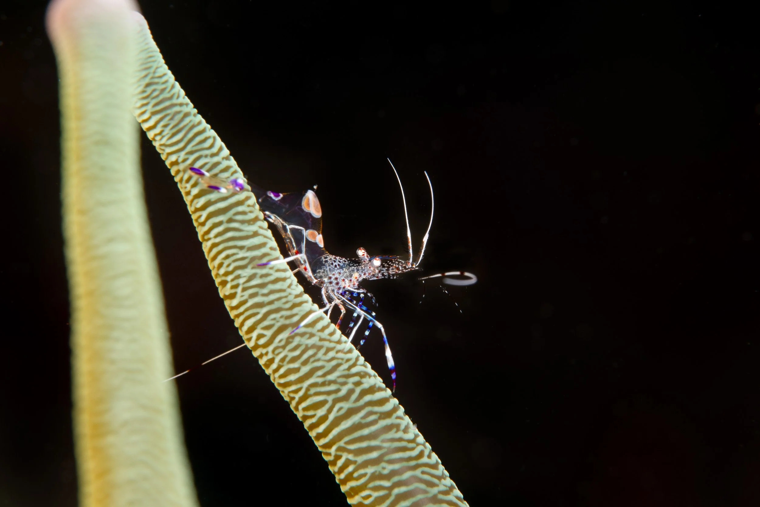 Barbados-7.jpg
