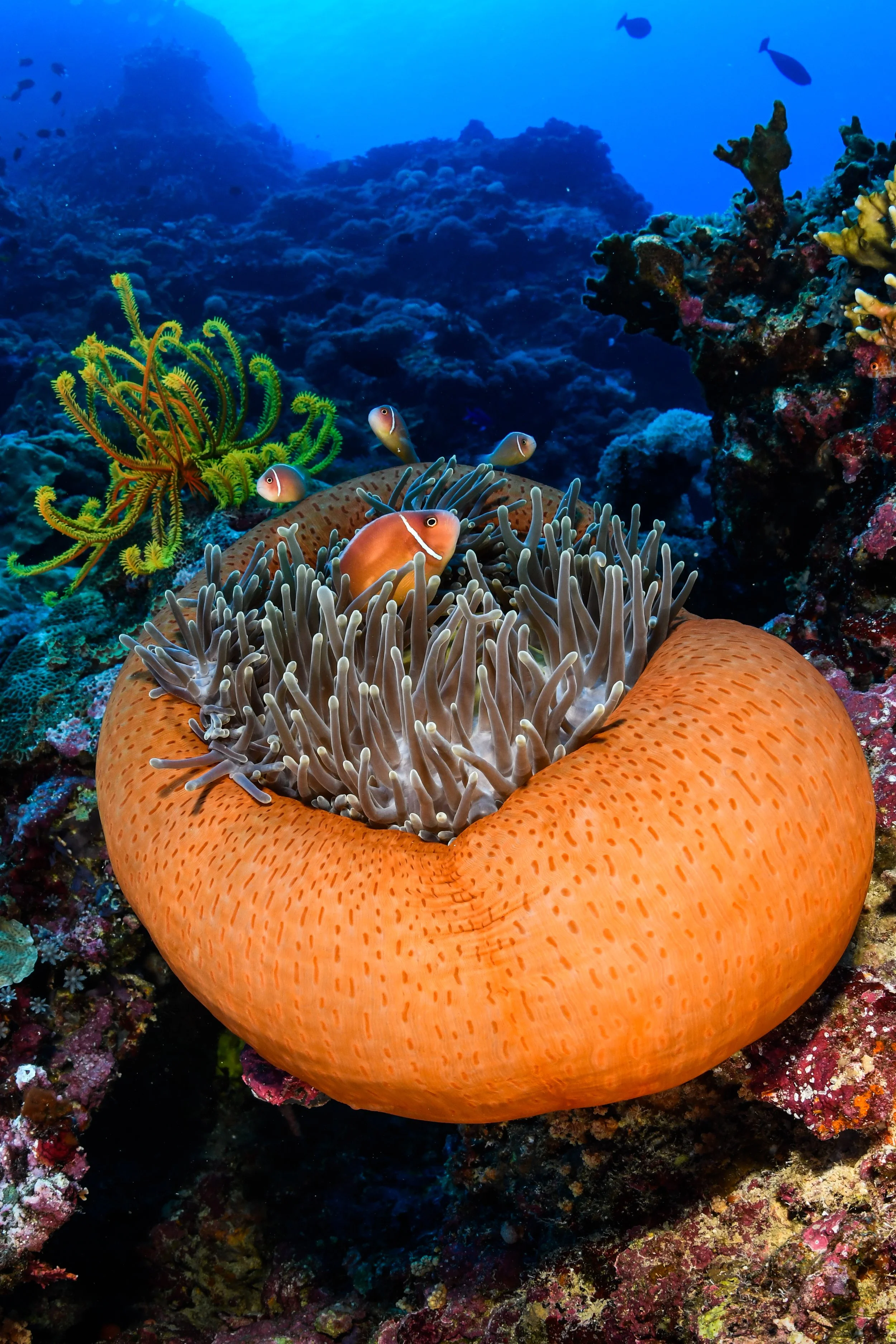 Catherine Holmes-26.jpg