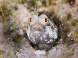 macro red sea-2 Small.jpeg