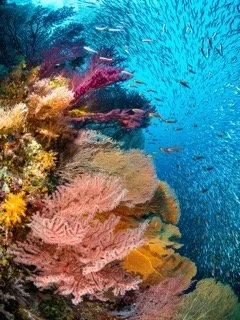 Raja Ampat Wide angle-12 Small.jpeg