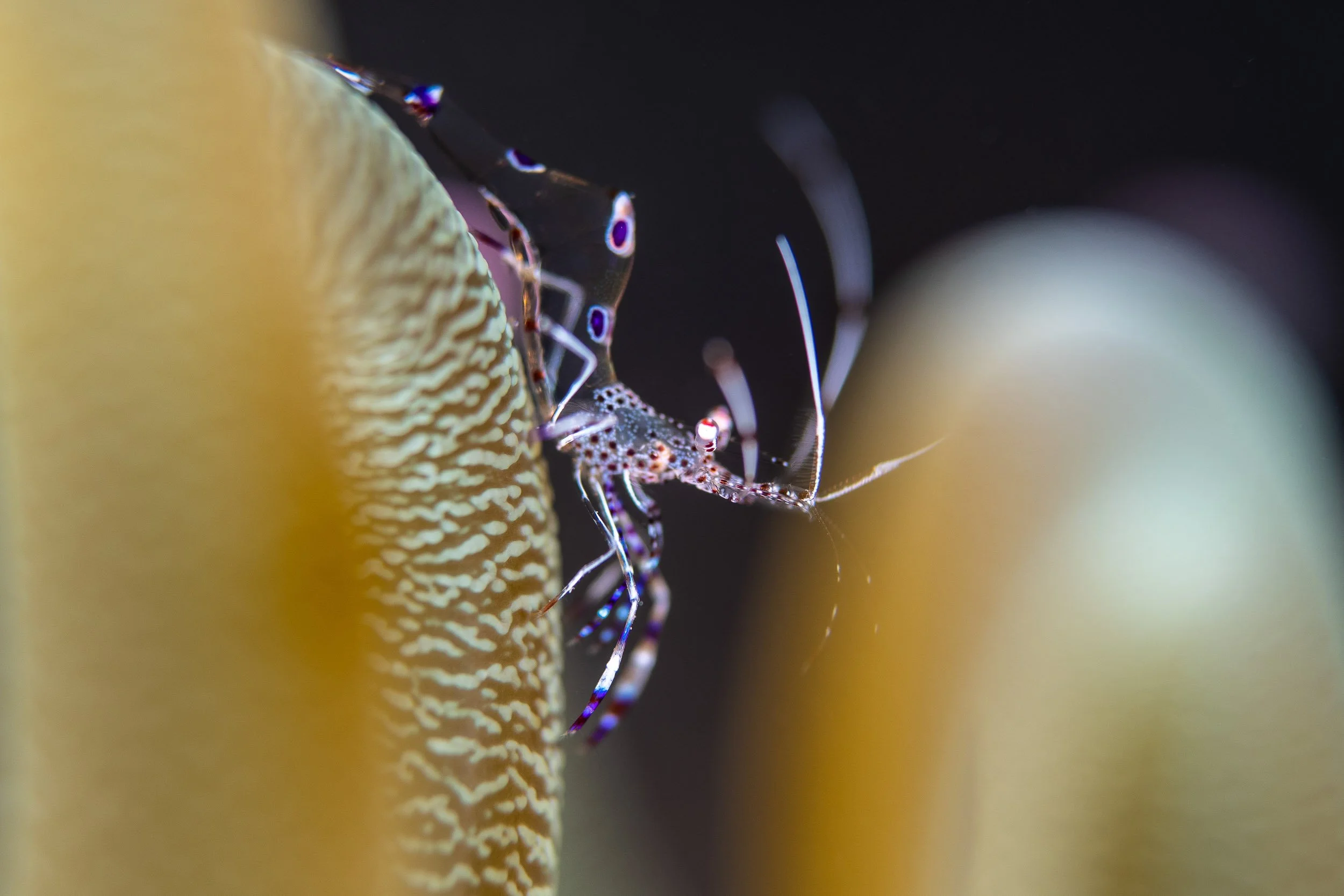 Barbados-8.jpg