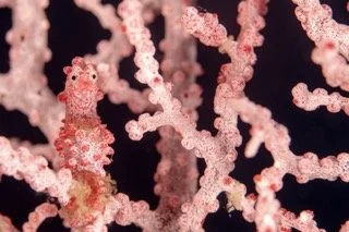 Raja Ampat macro-5 Small.jpeg